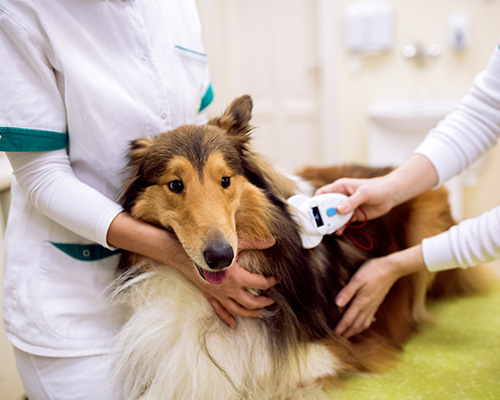 動物医療の全身麻酔・人工呼吸器なら株式会社アスシード